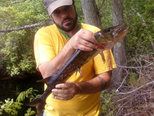 pickerel