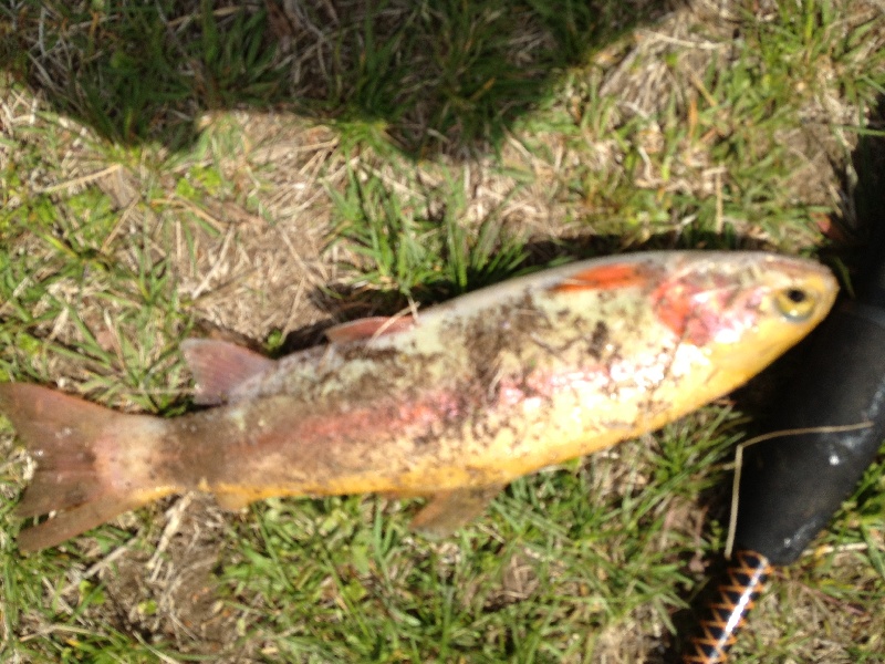 Albino Rainbow Trout