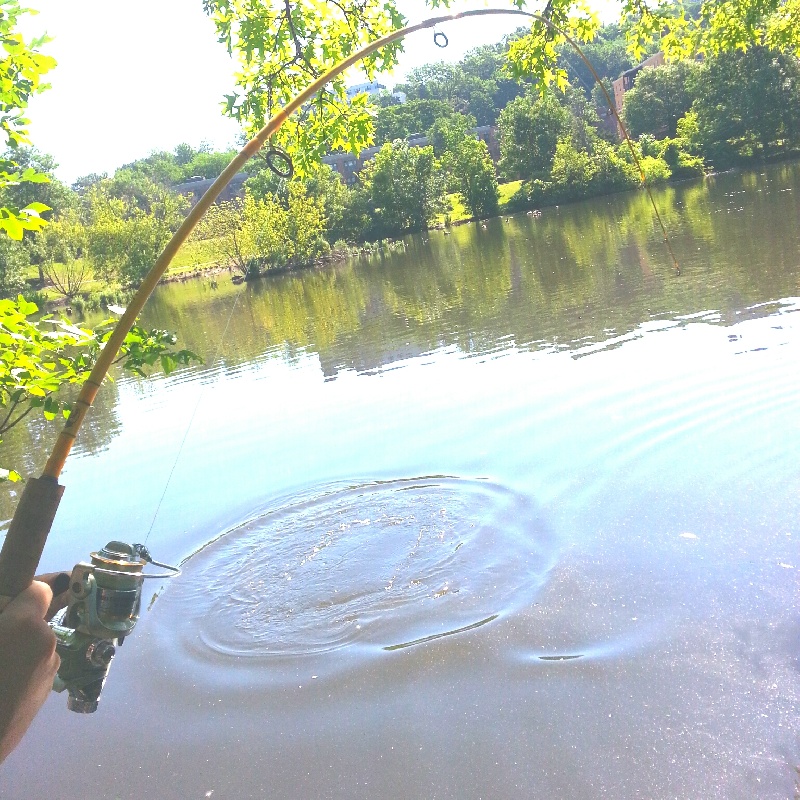 Carp at Leverett Pond