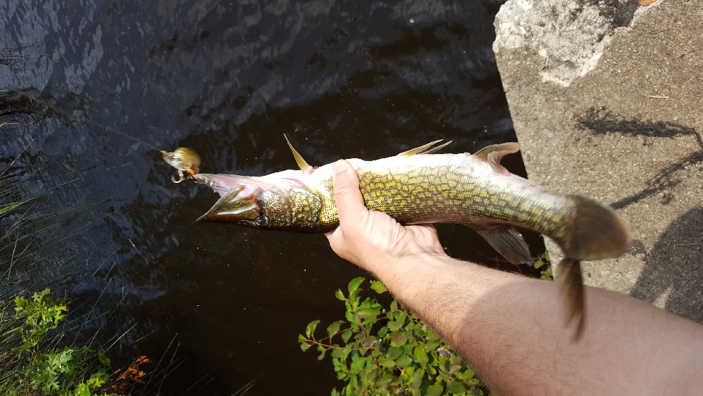 Chain Pickerel