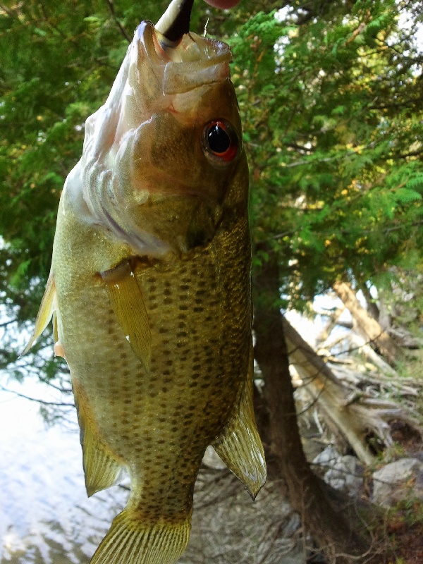 Rock Bass