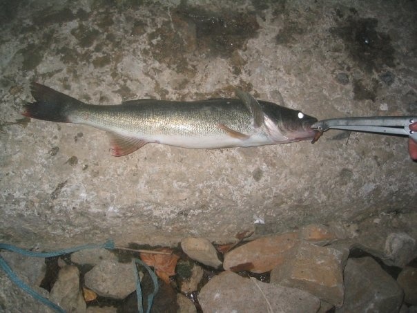 Big Walleye