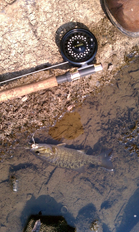 2nd Smallmouth near Middletown