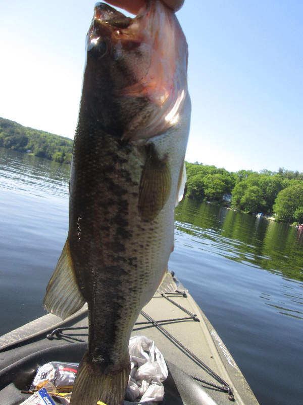 Kayak Bass