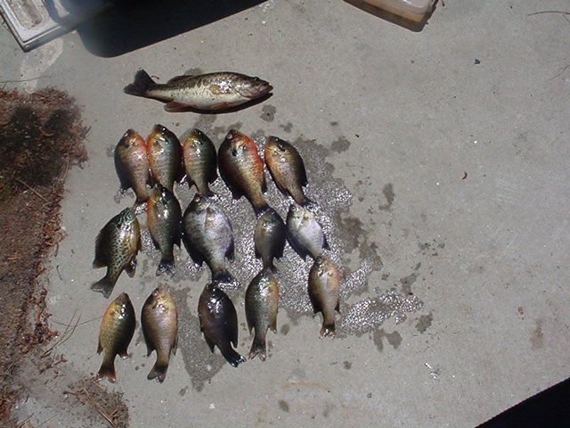 some redbreast and a bass