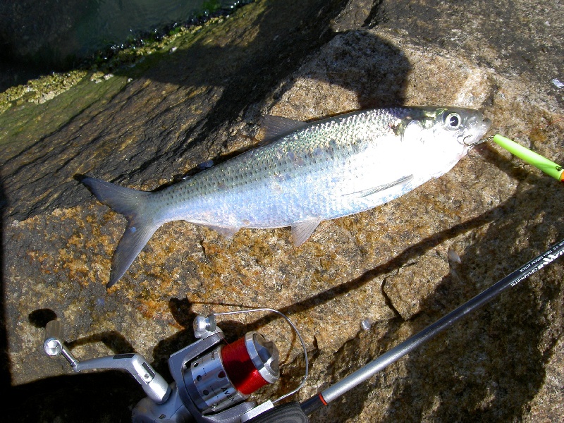 Ocean Pines fishing photo 1