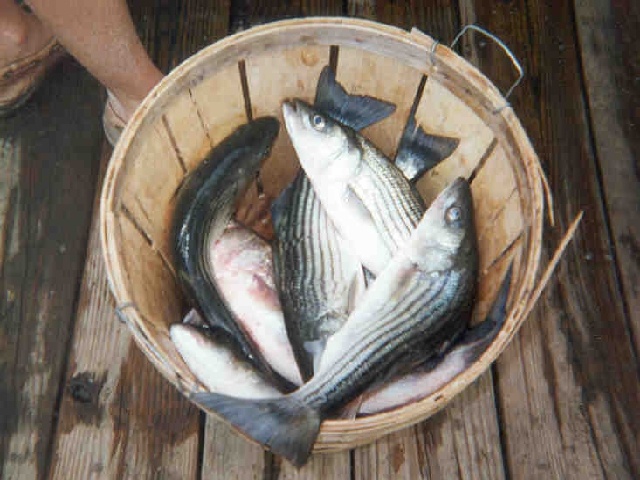 Crisfield fishing photo 1