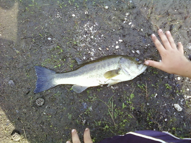 largemouth bass