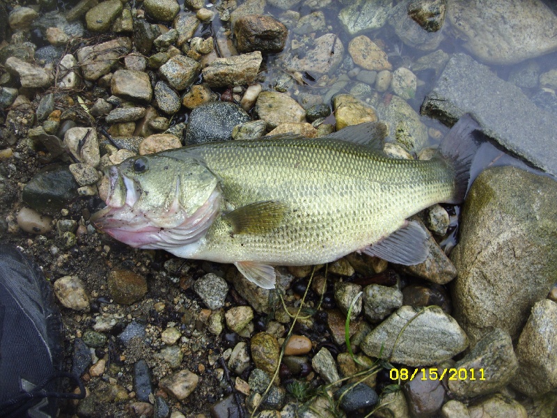 Largemouth