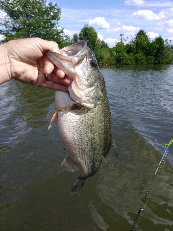 3 lb 15 oz LMB near Forestville